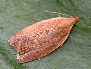 Privet Tortrix Moth - Pestipedia
