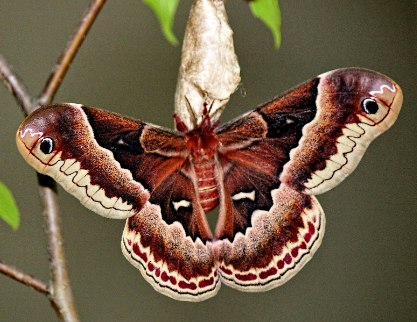 Promethea Moth - Pestipedia