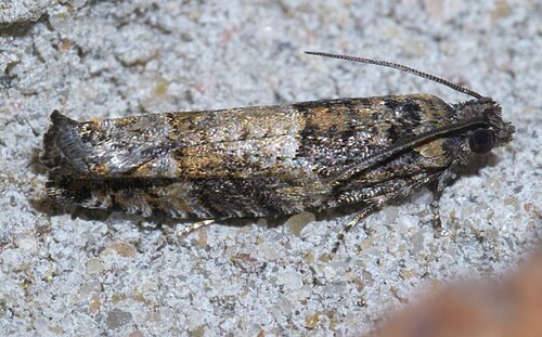Pseudexentera Moth- Pestipedia