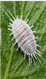 Pseudococcus Mealybugs - Pestipedia