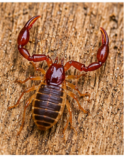 Pseudoscorpion - Pestipedia