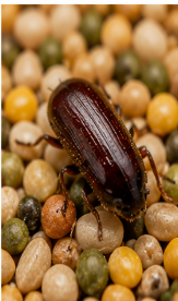 Pulse Beetles - Pestipedia