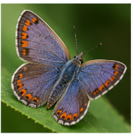 Purplish Cooper Butterfly - Pestipedia