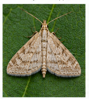 Pyrausta Moth - Pestipedia