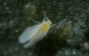 Q-Biotype Whitefly - Pestipedia