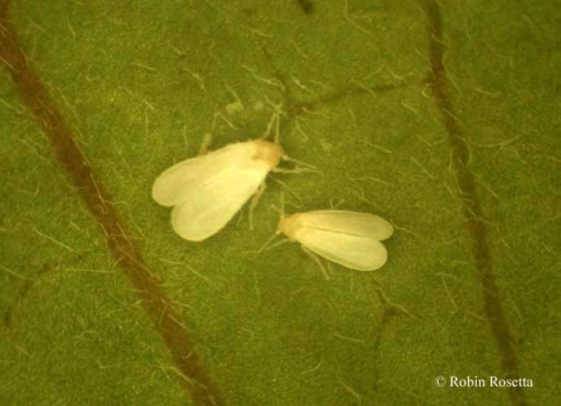 Q-type Whiteflies - Pestipedia
