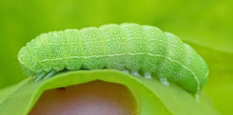 Quaker Caterpillar - Pestipedia