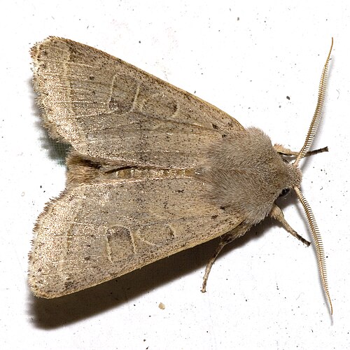 Quaker Moth - Pestipedia