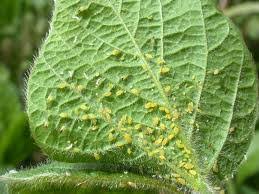 Quince Aphids - Pestipedia