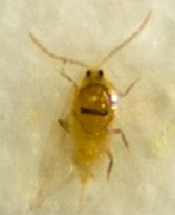 Quince Scale Insects - Pestipedia