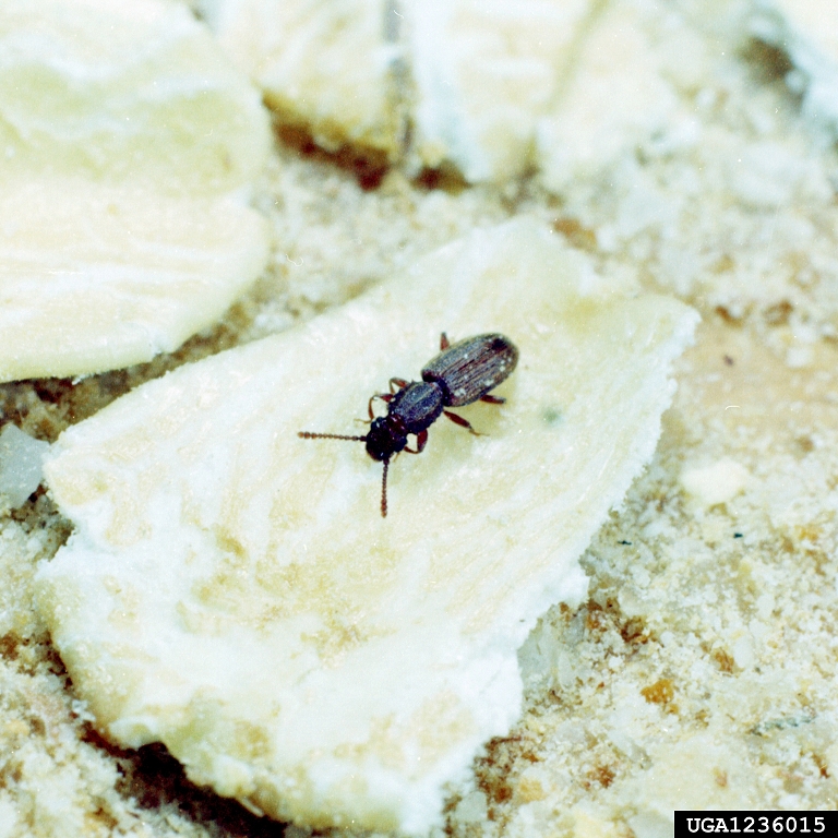 Quorn Grain Beetles - Pestipedia