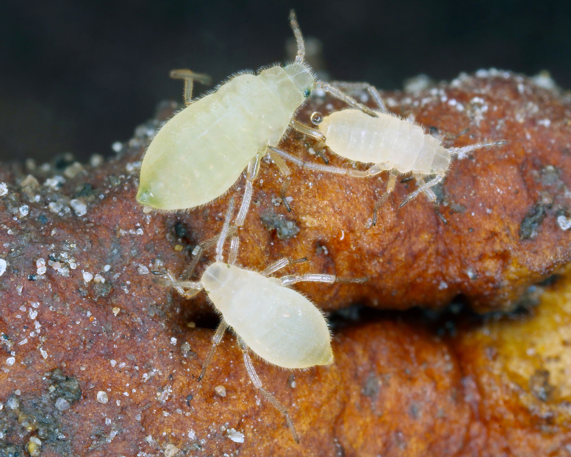 Quorn Root Aphids - Pestipedia