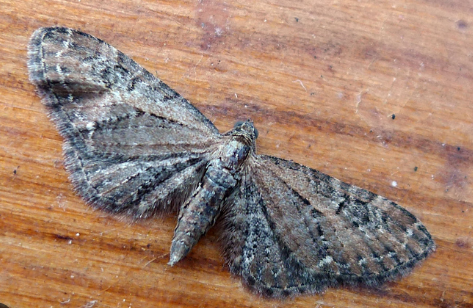 Pug Moth - Pestipedia