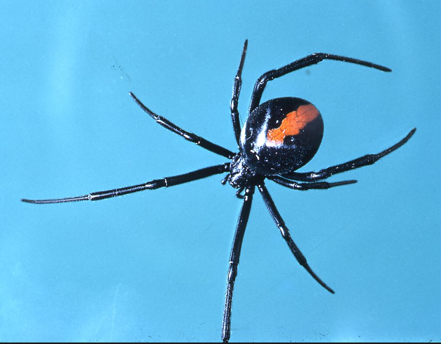 Queensland Red Back Spider - Pestipedia