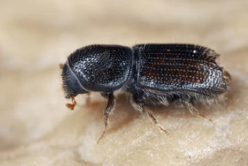 Quince Bark Borer - Pestipedia