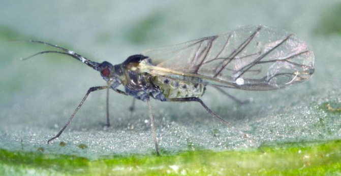 Cabbage Aphids- Pestipedia