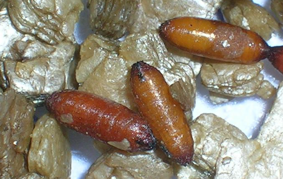 Cabbage Root Maggots- Pestipedia