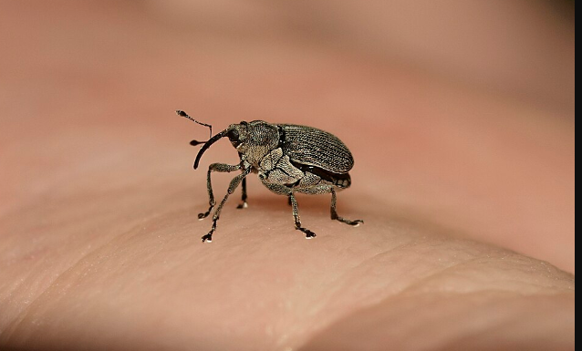 Cabbage Seedpod Weevils- Pestipedia