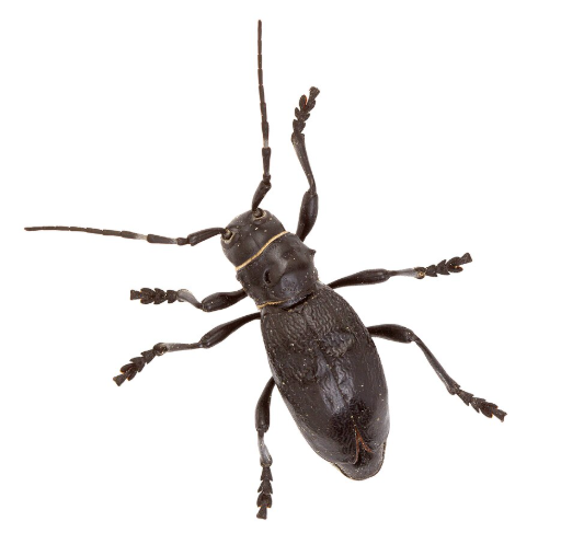 Cactus Longhorn Beetles - Pestipedia