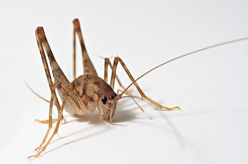 Camel Crickets - Pestipedia