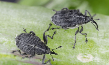Canary Seed Weevils - Pestipedia