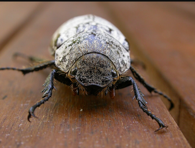 Cane Beetles - Pestipedia