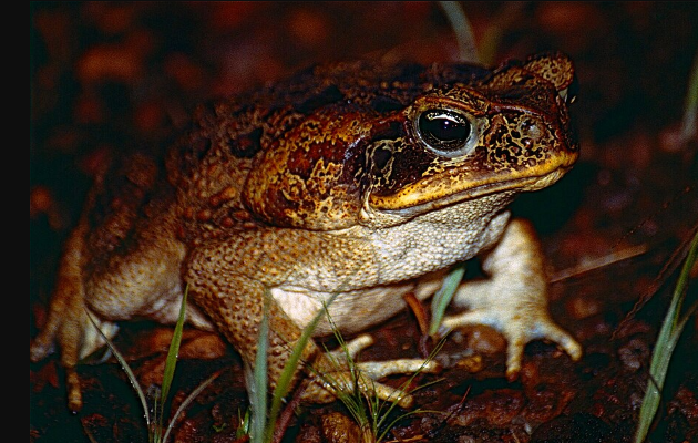 Cane Toads - Pestipedia