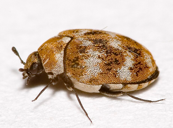 Carpet Mite Beetles - Pestipedia