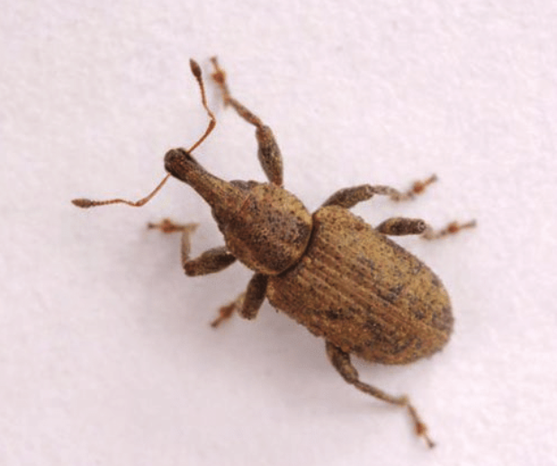 Carrot Weevil - Pestipedia