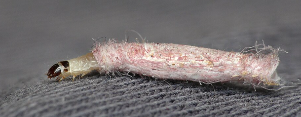 Case-bearing Clothes Larvae - Pestipedia