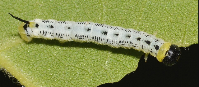 Catalpa Sphinx Caterpillars - Pestipedia