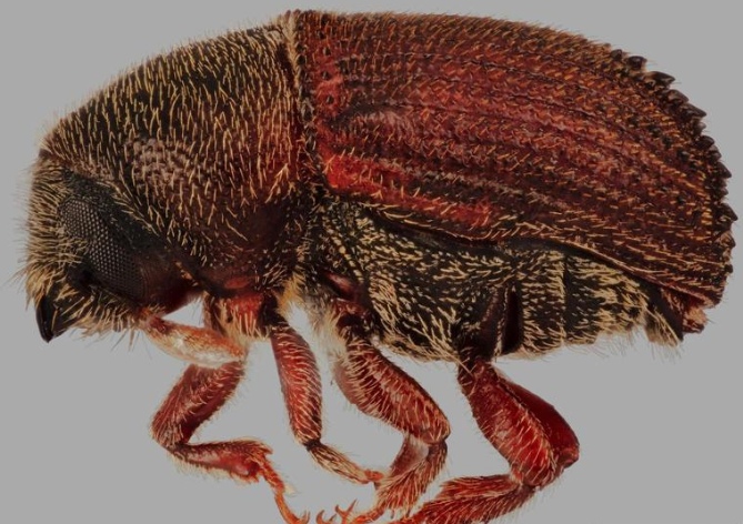 Cedar Bark Beetles - Pestipedia