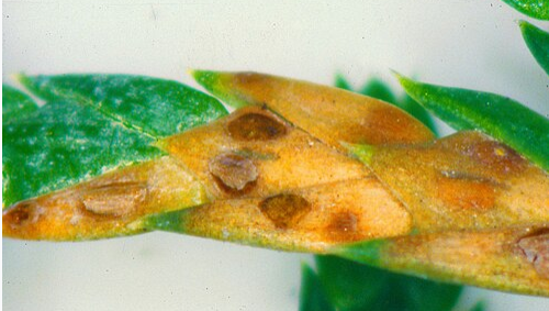 Carpet Moth - Pestipedia