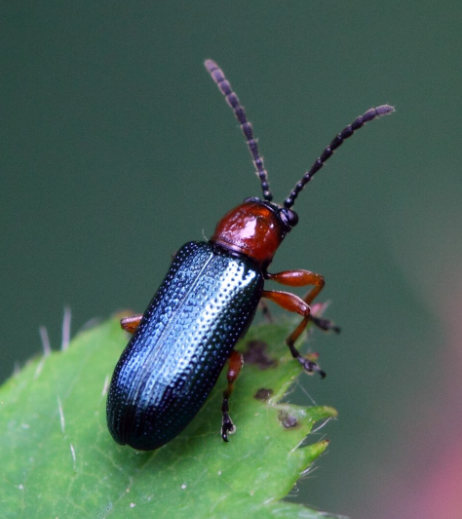 Cereal Leaf Beetle - Pestipedia