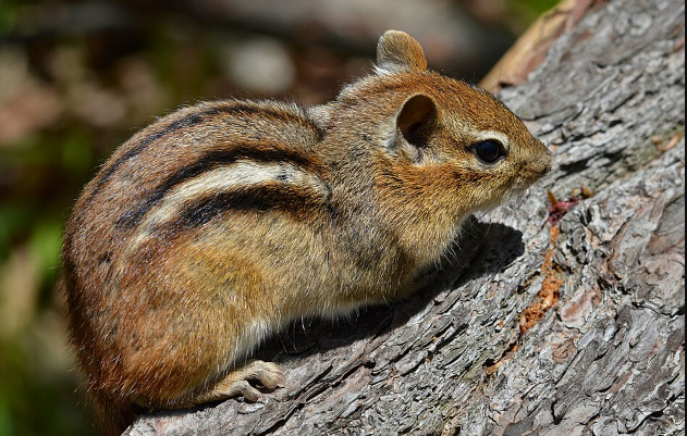 Chipmonks - Pestipedia