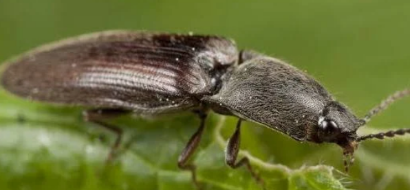 Click Beetle - Pestipedia