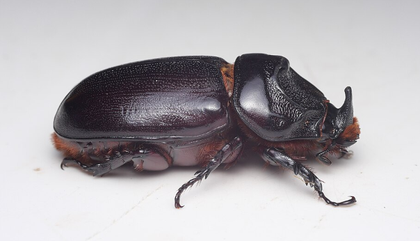 Coconut Rhinoceros Beetles - Pestipedia