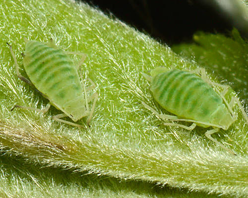 Columbine Aphids - Pestipedia