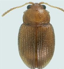 Epitrix Flea Beetle - Pestipedia