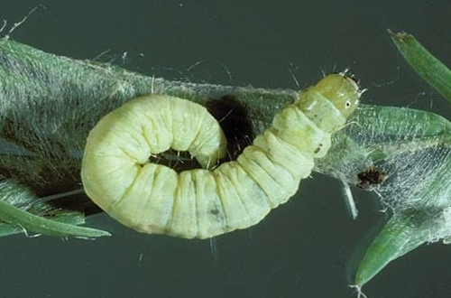 Leafroller Caterpillar - Pestipedia