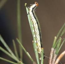Loblolly Pine Sawflies - Pestipedia