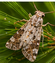 Nantucket Pine Moth - Pestipedia