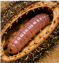 Navel Orangeworm - Pestipedia