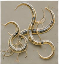 Nematodes - Pestipedia