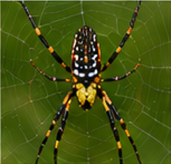 Nephila Orb-weaver Spider - Pestipedia