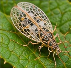 Net-winged Beetle - Pestipedia