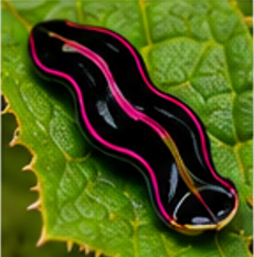 New Guinea Flatworm - Pestipedia