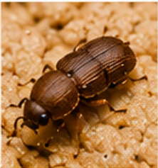 Nicotine Beetle - Pestipedia