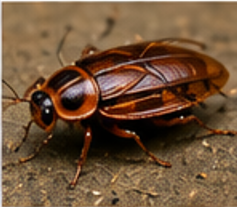 Night-stalking Cockroach - Pestipedia