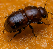Nitidulid Beetle - Pestipedia